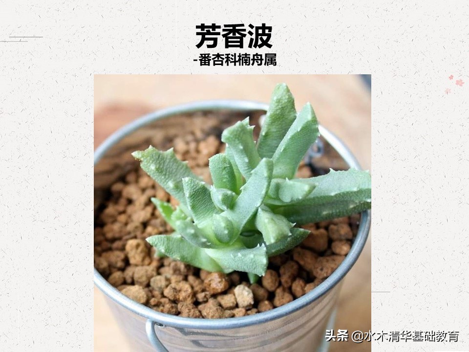 梦幻女王多肉植物百科图谱,原产地多肉植物图谱pdf