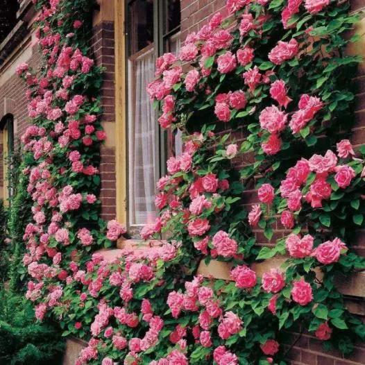 养花烂根黄叶用什么药,养花烂根最常见