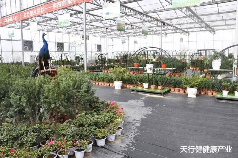 盆栽红豆杉大树怎么修剪,红豆杉的地景造型与修剪