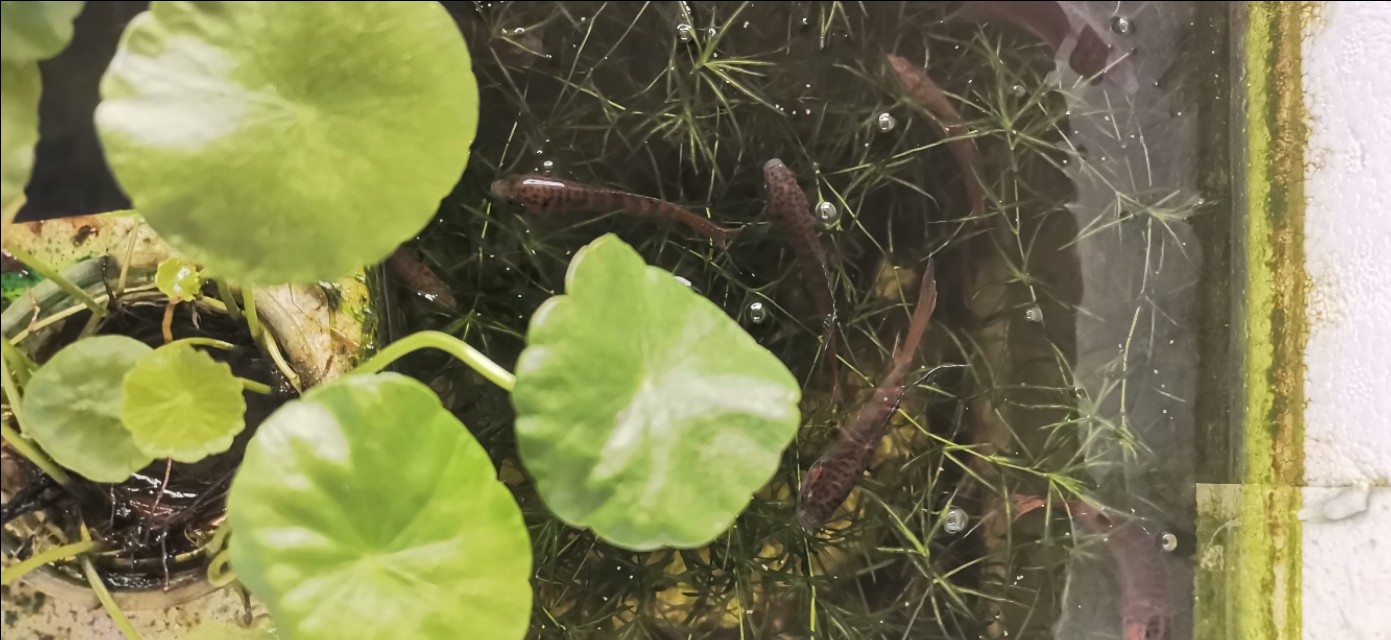 三无鱼缸优缺点,三无鱼缸养什么鱼