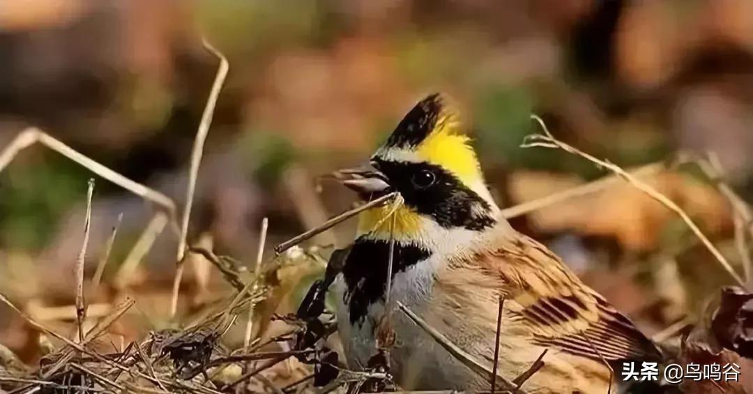 看图识鸟图片及答案,看图识鸟软件哪个好用