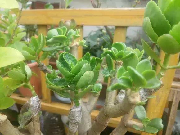 长寿花如何嫁接到不死鸟,长寿花这样嫁接花期长还不会烂根