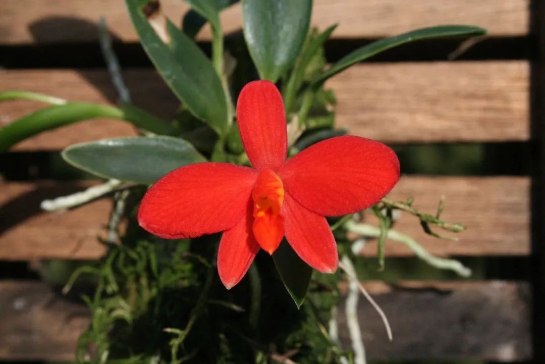 什么品种的卡特兰值得养,洋兰之王