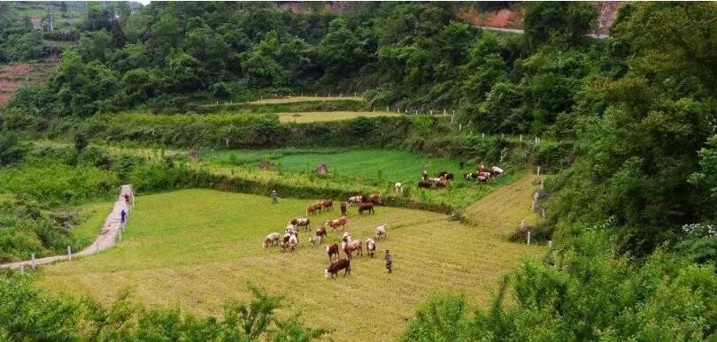 朝日绿源农场现状,朝日绿源引进日本先进农业技术