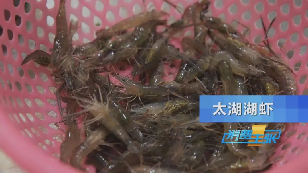 直击太湖开湖现场！鲜美湖鲜大量上市，资深吃货准备好了吗？