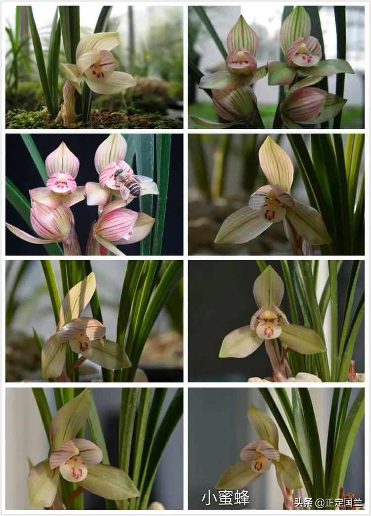 为什么兰花被称为国兰,为什么兰花又叫国兰