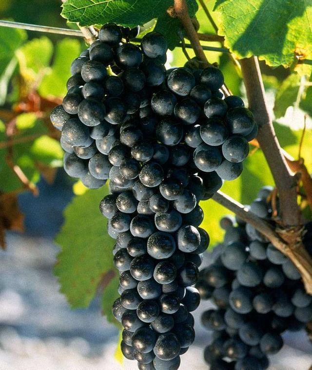 污渍洗不掉,瓷砖、白鞋、地毯上的污渍难清理,怎么办?