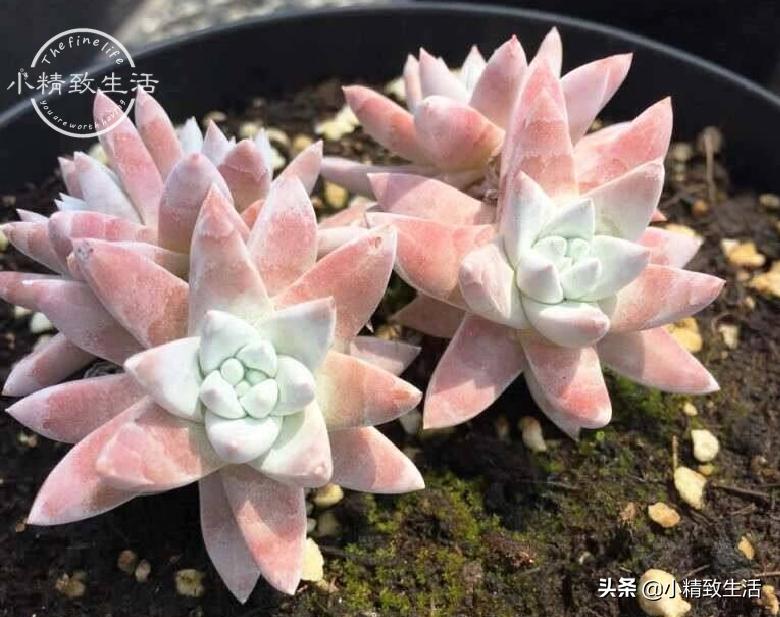 出去旅游怎么给植物浇水,外出旅游家里盆栽植物怎么管理