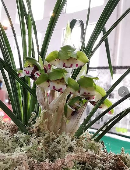 惠水第29届兰博会兰花获奖图片,惠水国际兰花展