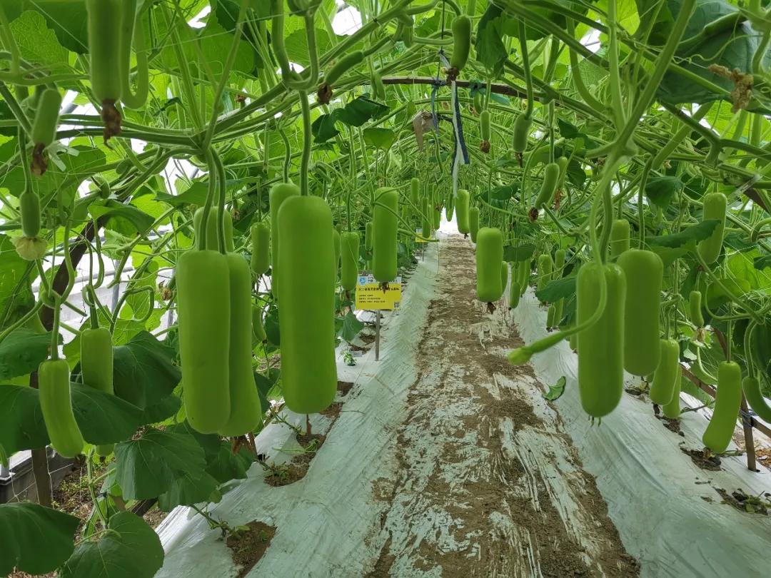 麒麟瓜种植成本与利润,瓠瓜种植收益