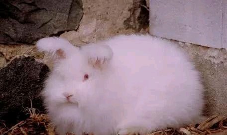 世界上最有趣的十种动物,世界上有趣的动物有哪一些