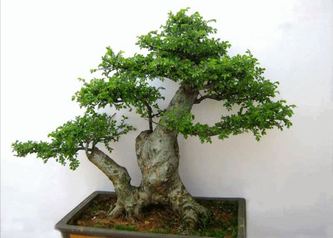 什么的树木适合做盆景,适合制作盆景有什么树种