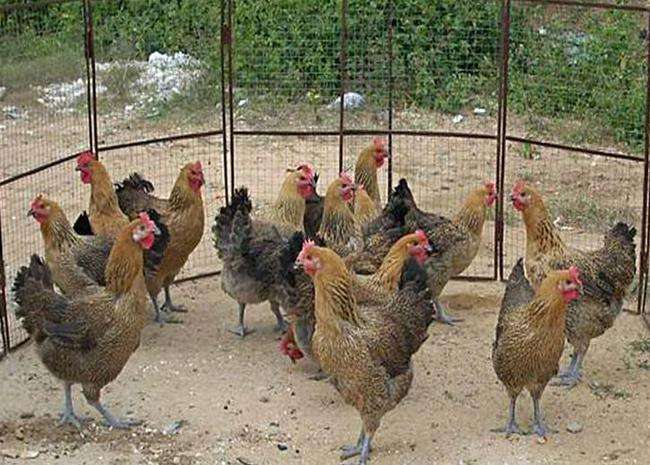 麻鸡为什么便宜,麻鸡优缺点