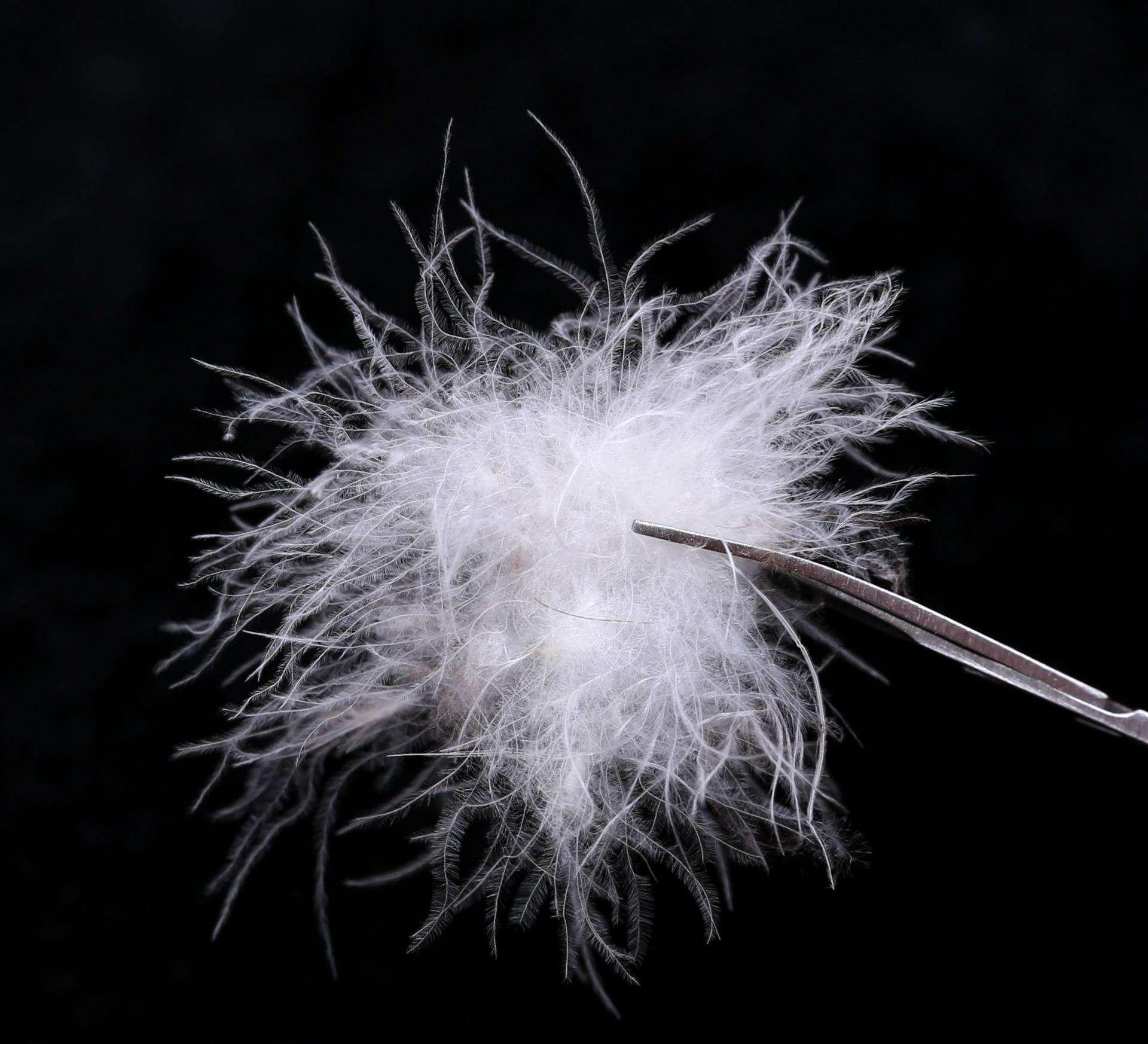 鹅绒被是冬季必备的神器,四季都能盖的鹅绒被