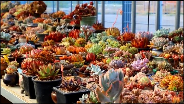 多肉容易养成老桩都有哪些品种,多肉老桩欣赏最新