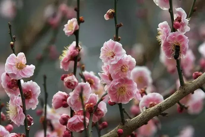 看到花的时候,不知是什么花?那就收下这份百花图谱