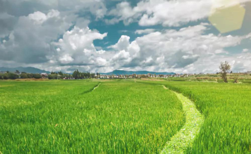 他建了一个3000㎡的浪漫花园，情侣不远千里只为一场草坪婚礼