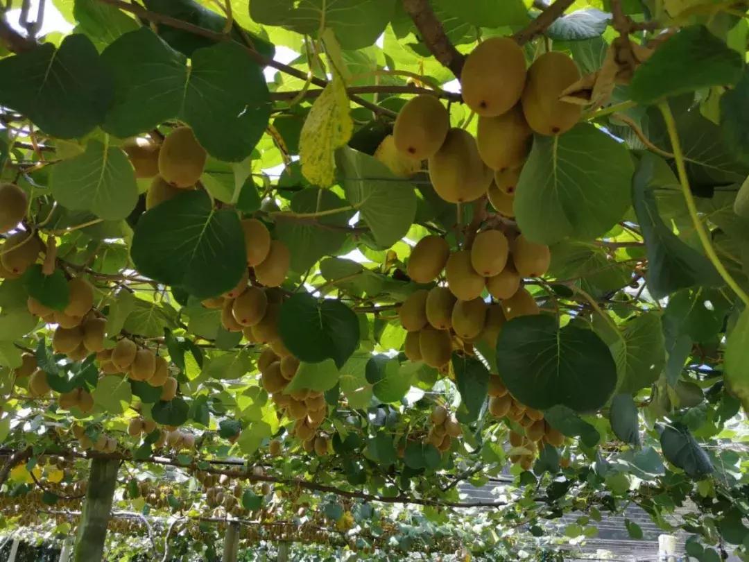 新西兰佳沛金果销售时间,2023年新西兰佳沛金果