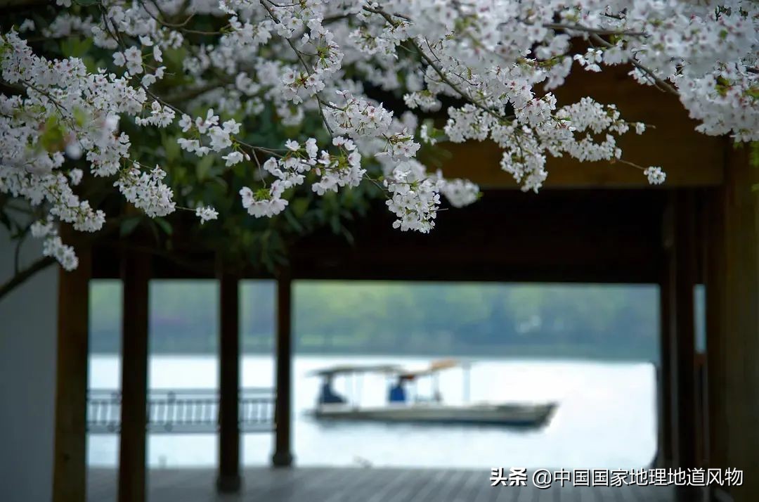 什么是西湖成语,什么是西湖莼菜