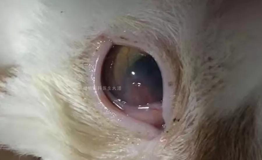 眼角膜溃烂能做角膜移植手术吗,双眼角膜溃疡