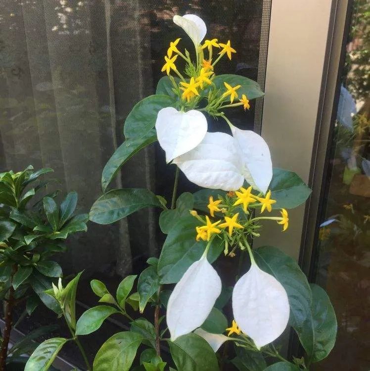 绿植绿油油的叶子,绿白相间叶子绿植