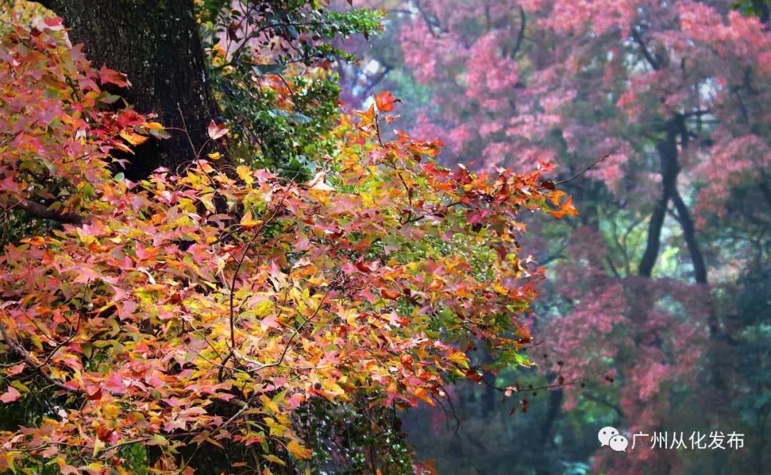 五一从化一日游,从化五一三天两晚游玩攻略