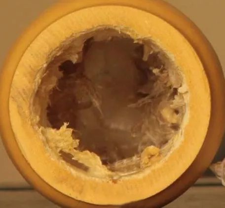 鸣虫葫芦里子太薄怎么加厚,鸣虫葫芦伤皮了怎么处理