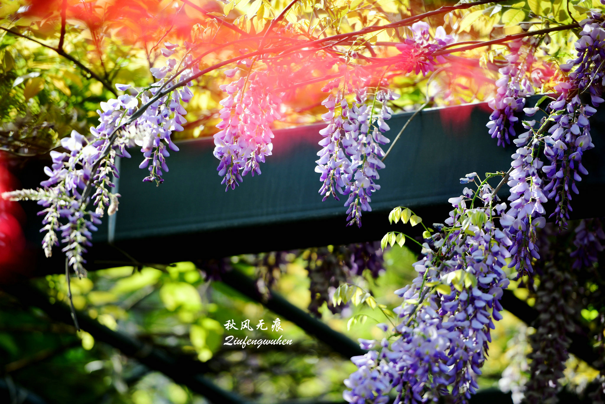 四月的春风西安,四月春风里的樱花
