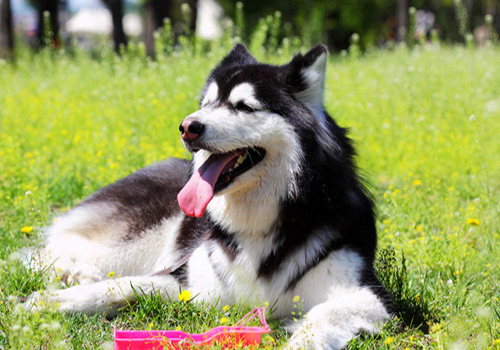 狗狗呕吐的原因及处理方法,狗狗最近老是呕吐怎么办