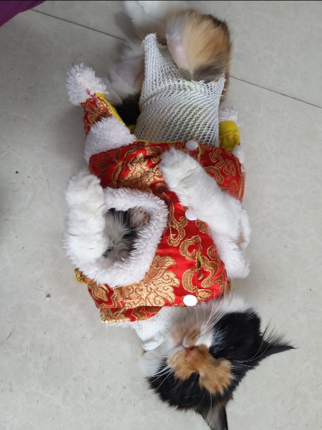 发情小母猫，在线鉴赏！！！