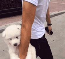 谁也拒绝不了的撒娇,谁也拒绝不了一只卖萌的小狗