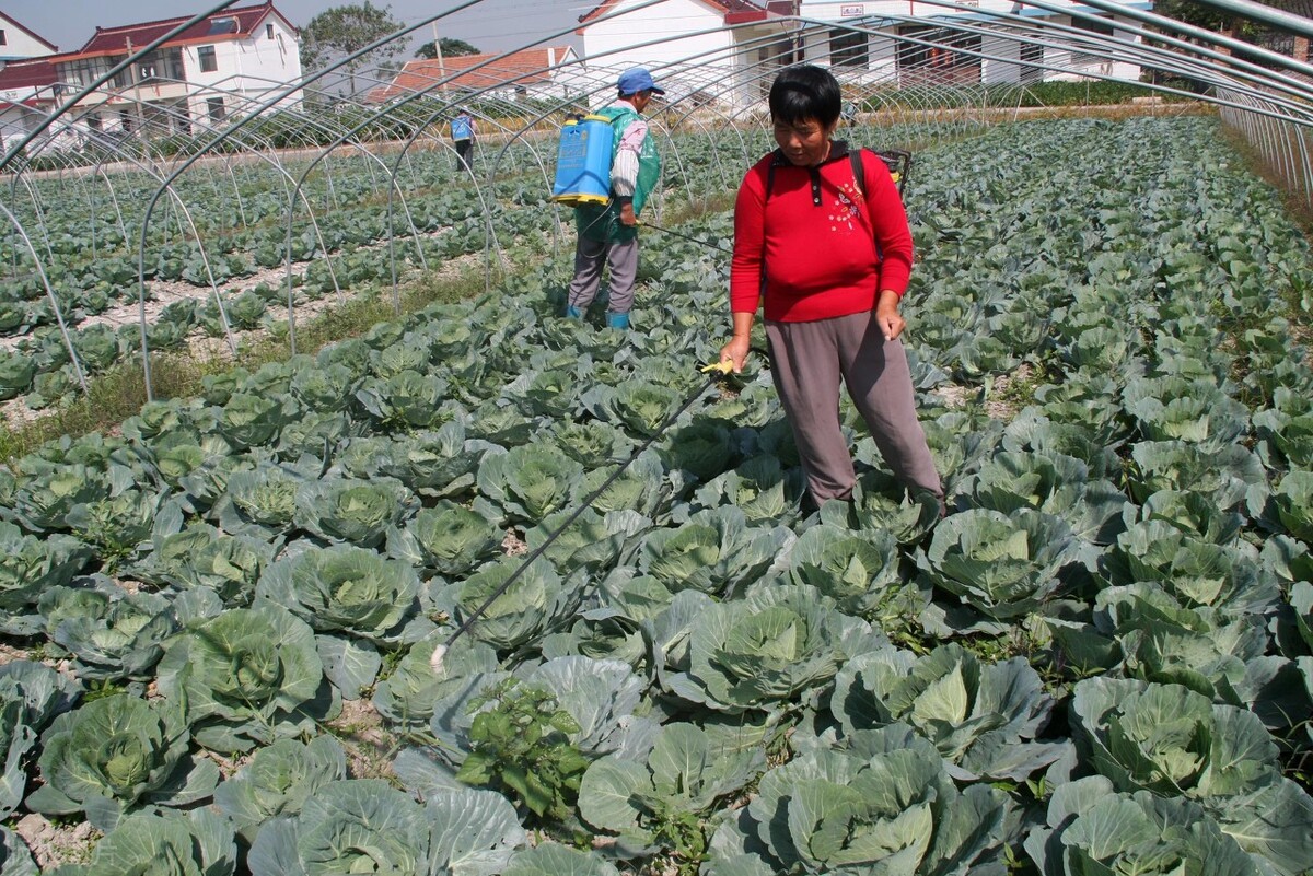 专家预测2020下半年蔬菜价格走势,2021蔬菜行情分析