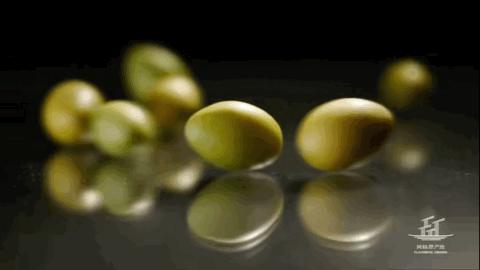 潮汕人从小吃到大的油柑,潮汕特有油柑