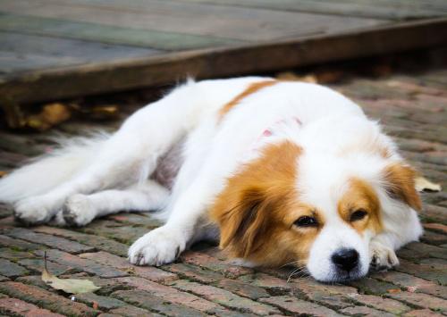 母狗排尿频繁是怎么回事,母狗频繁尿尿不出来