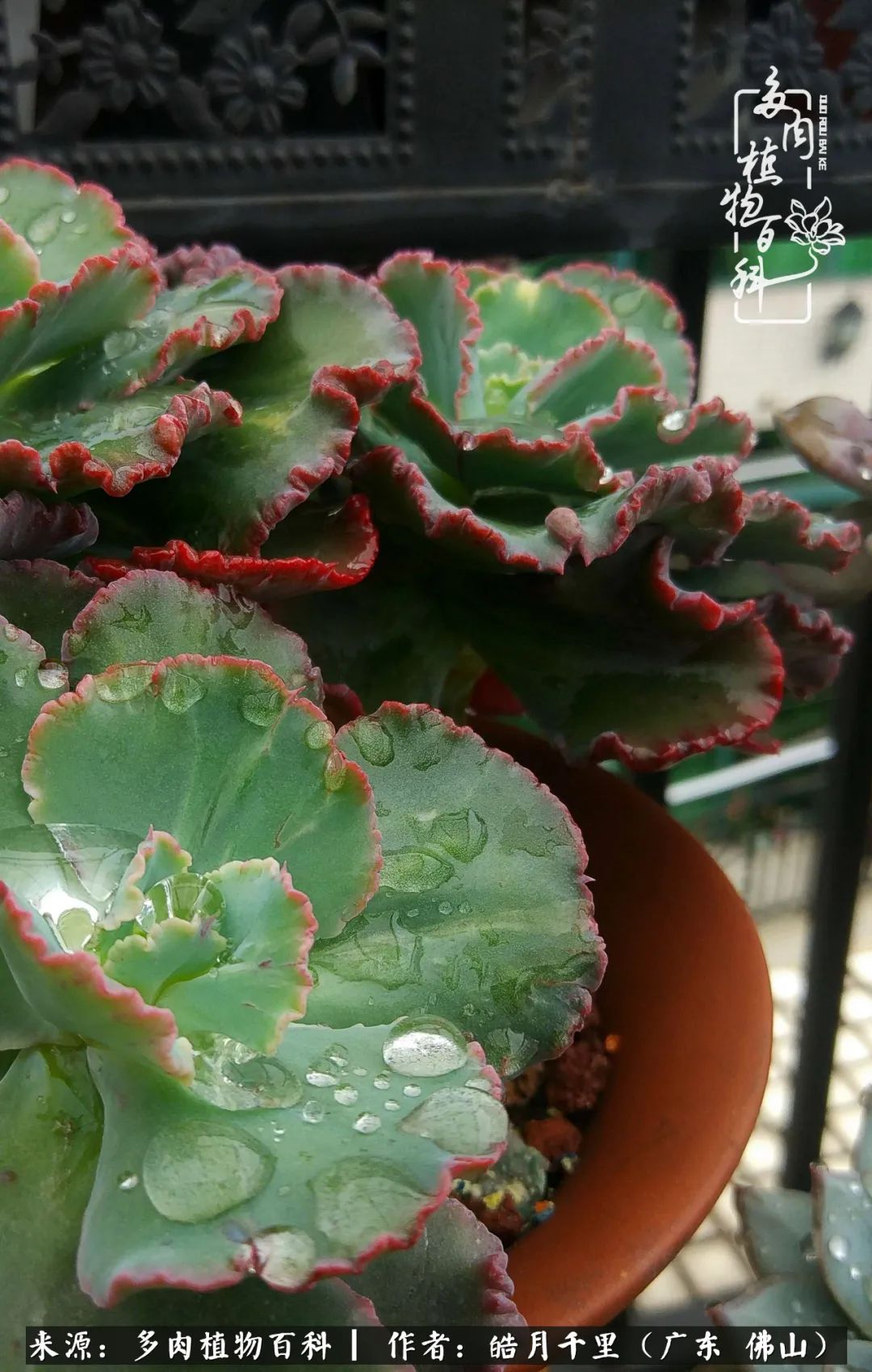 多肉娇气养不活多肉的10个秘密,养多肉是件很治愈的事情