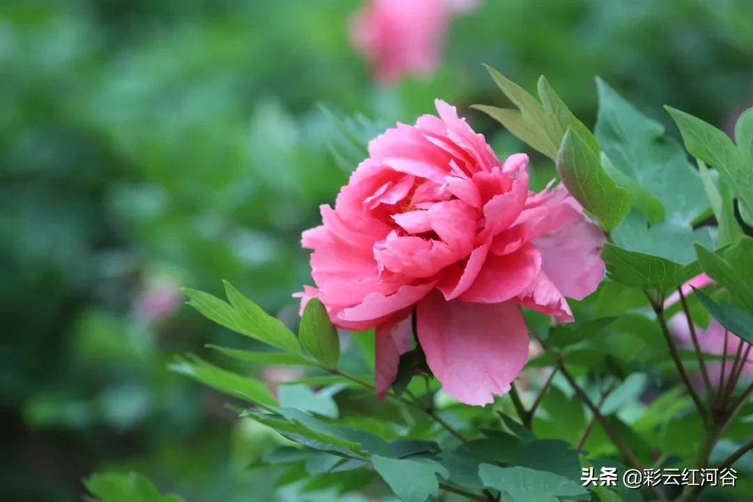 中国云南哪里好看,云南的云彩为什么好看