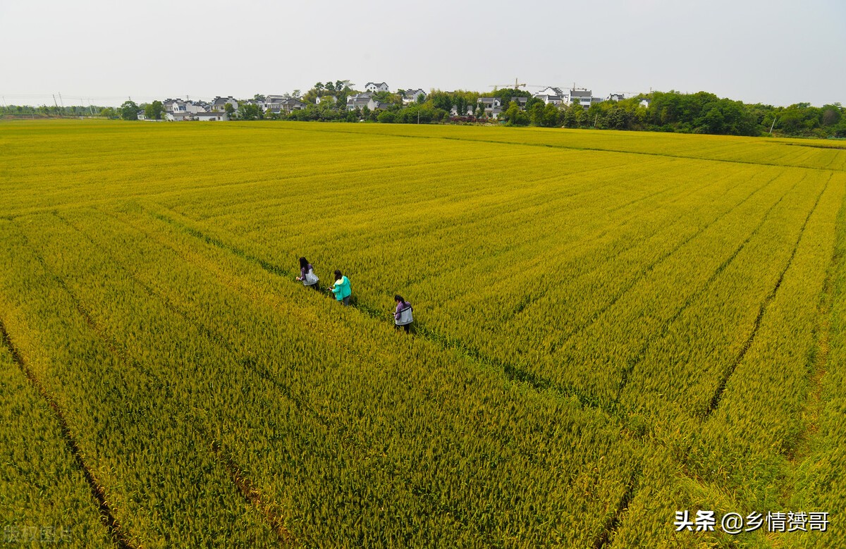 农村户口没有分到田怎么办,农村户口没有分到田找谁要