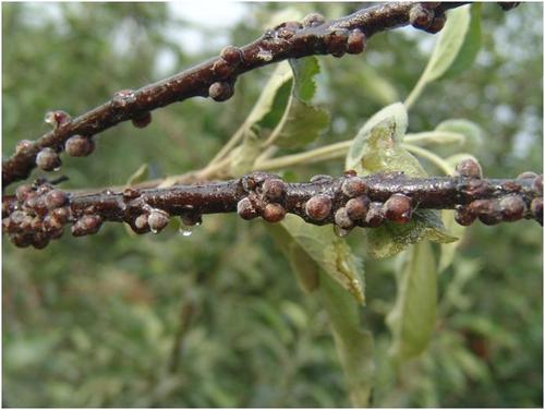 杏树上面的树虱子怎么治,杏树虱怎么治