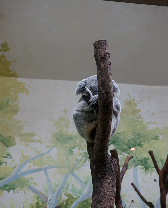 广州长隆动物园春节游玩攻略,广州长隆动物园儿童游玩区域