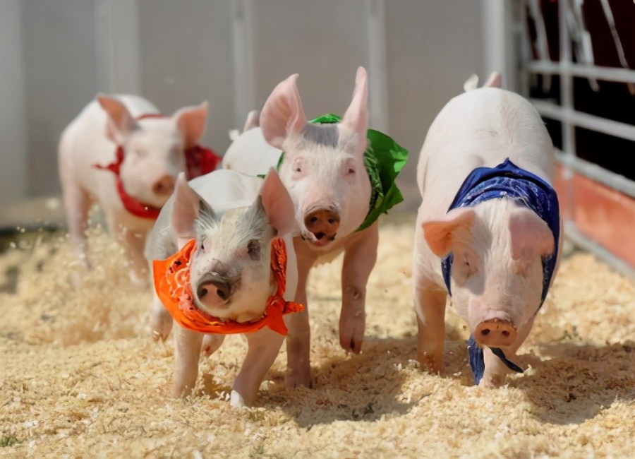 养猪场里的母猪有多悲惨,母猪的一生有多惨