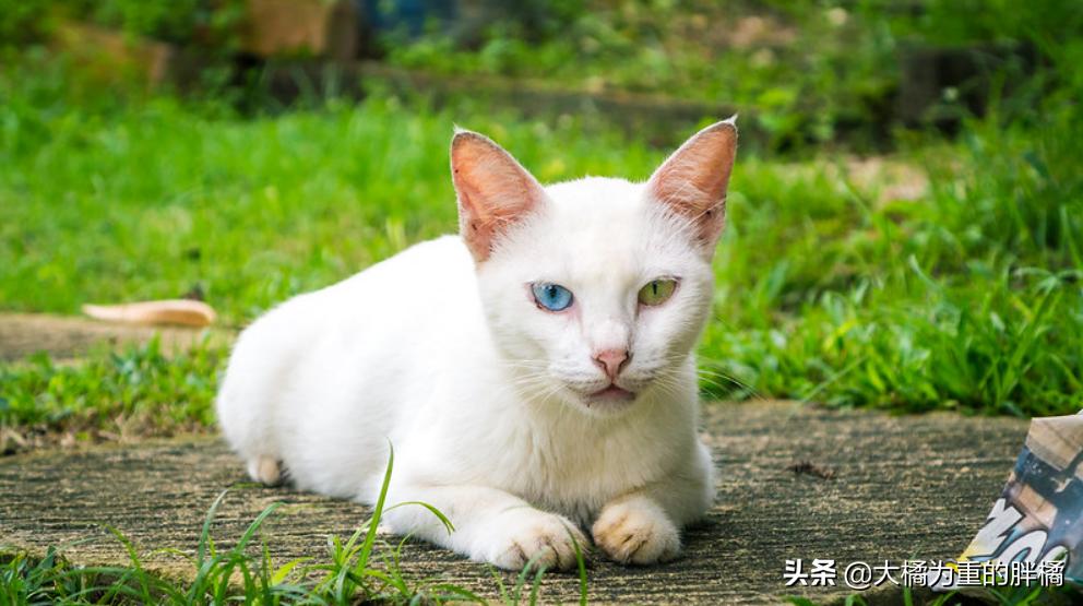 猫眼睛有两种色瞳,猫眼睛有多少种类型