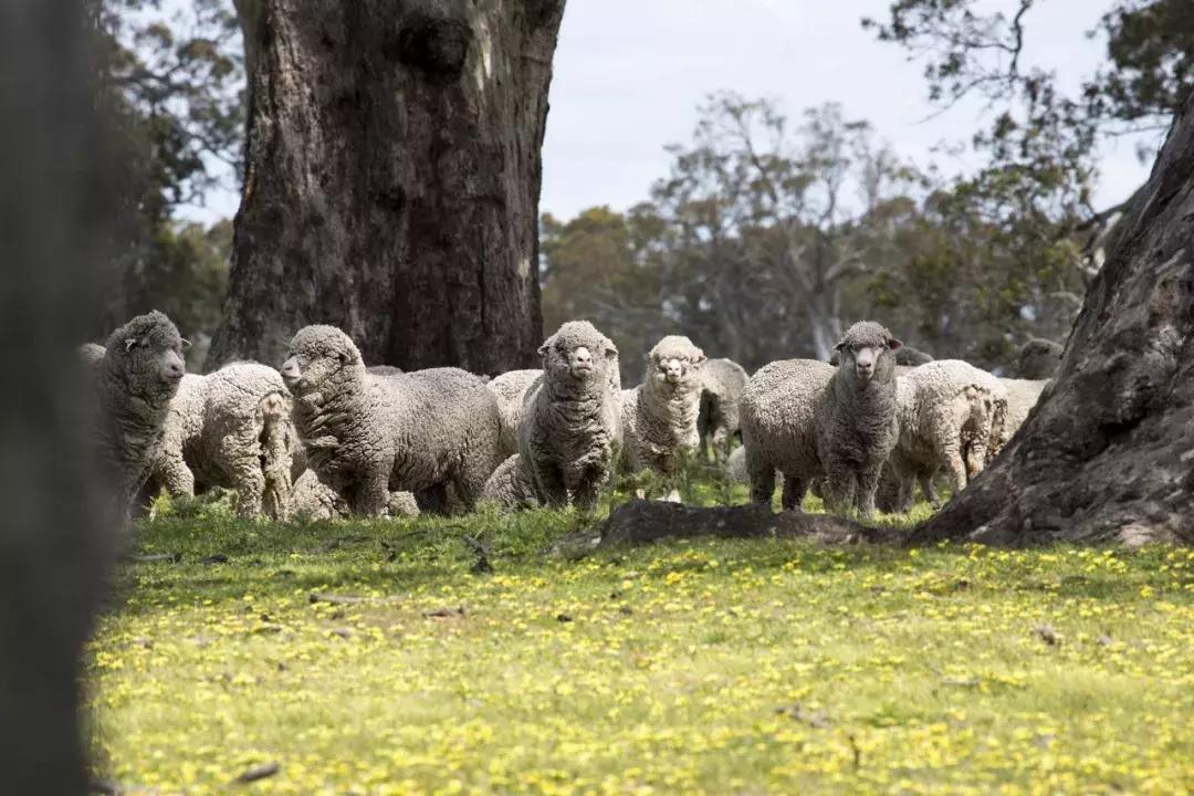 一件针织衫要六位数?能穿它的人不仅真壕还低调!