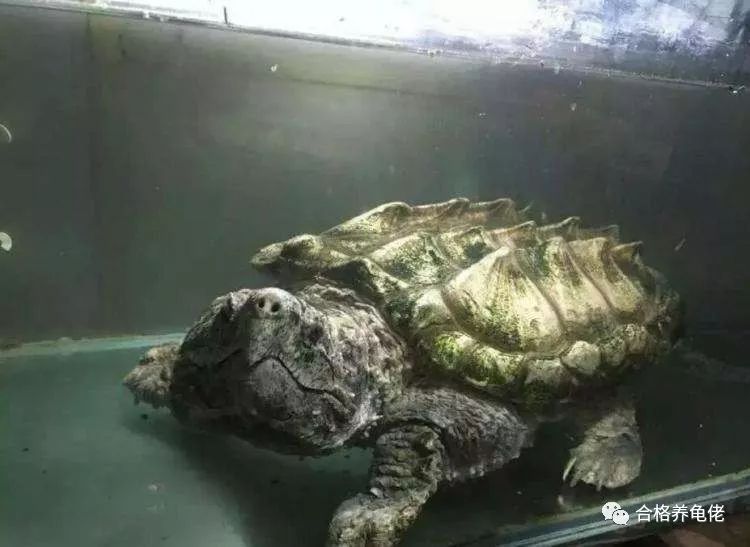 每周一龟｜美洲暴君：真鳄龟