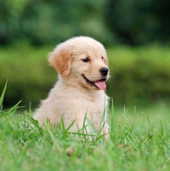 幼犬得了犬瘟能医得活吗,幼犬得了犬瘟还有治疗的必要吗