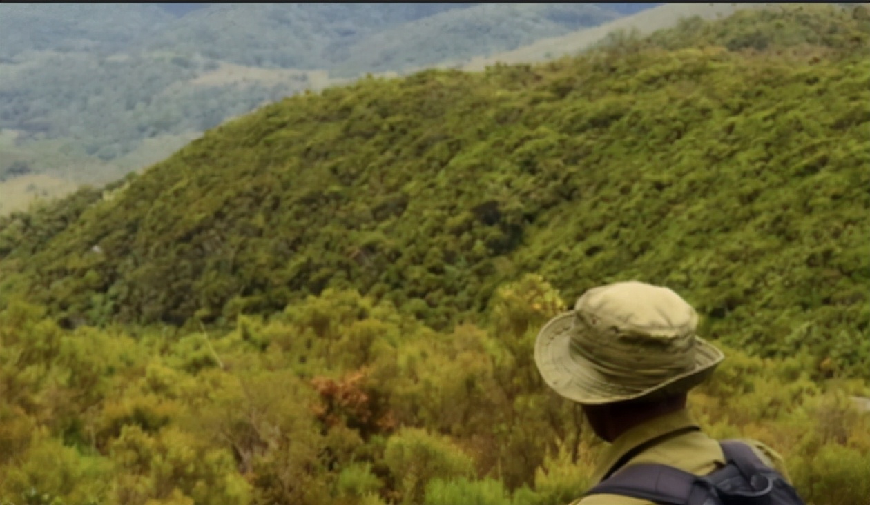 已死亡的著名大猩猩,年龄最大的大猩猩去世