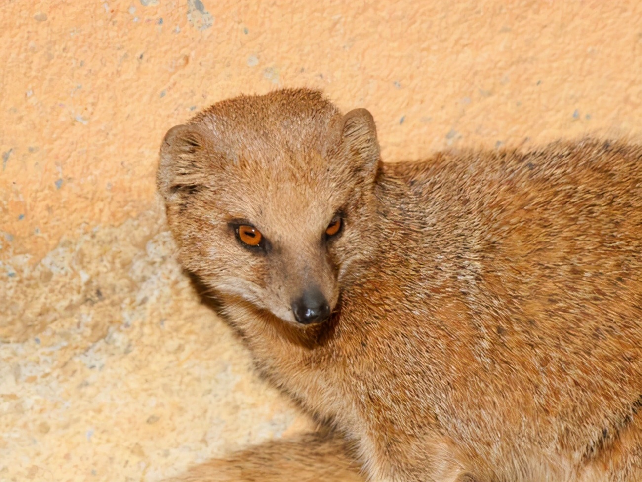 为什么不能杀黄鼠狼科学证明,黄鼠狼为什么不能杀科学解释
