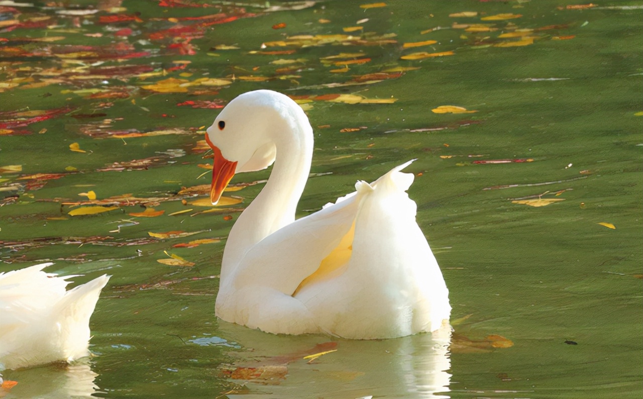 蛇为什么怕鹅主要原因是什么,蛇为什么畏惧大白鹅