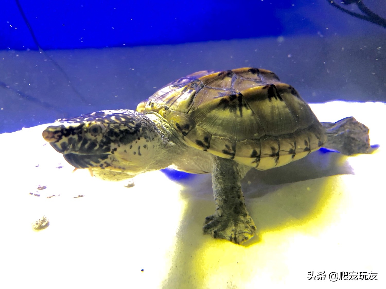 墨西哥巨蛋龟孵化,墨西哥巨蛋龟