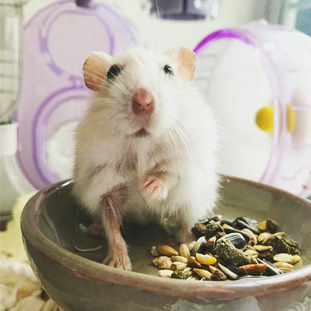 仓鼠得了肿瘤越来越瘦,怎么避免仓鼠得肿瘤的