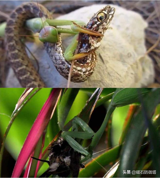 这个杀手不太冷里的人是谁,这个杀手不太冷里边的缉毒警